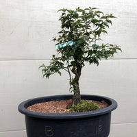 Ume Japanese Apricot-Japanese Plum Bonsai 18