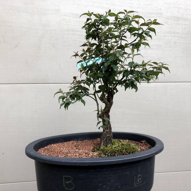 Japanese Apricot/Plum Bonsai - Prunus mume (Ume)