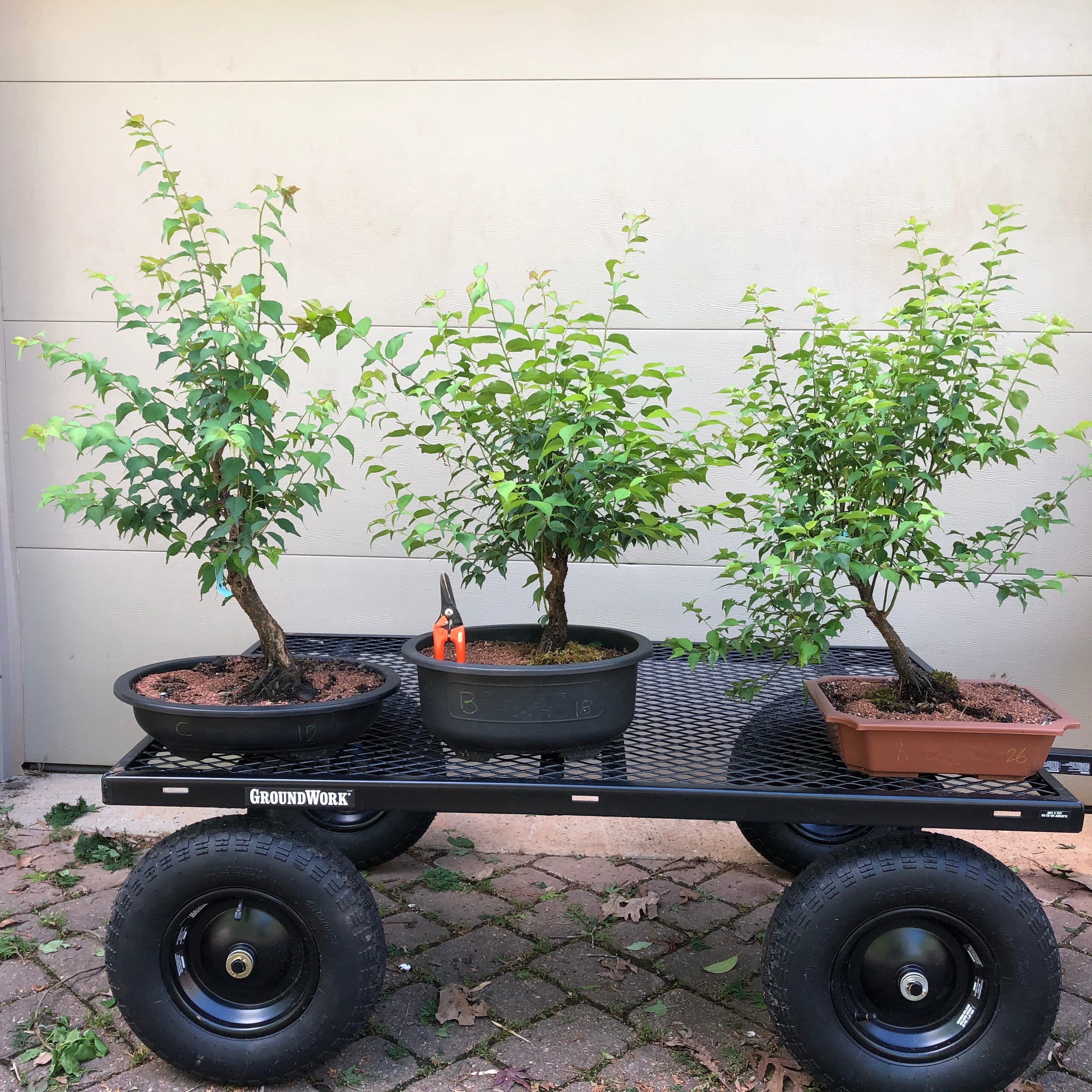 (1649) 未開封 UMEBOU the BEST 2012-2019 梅棒 Ume Japanese Apricot-Japanese Plum Bonsai 18 – Bella Bonsai Nursery