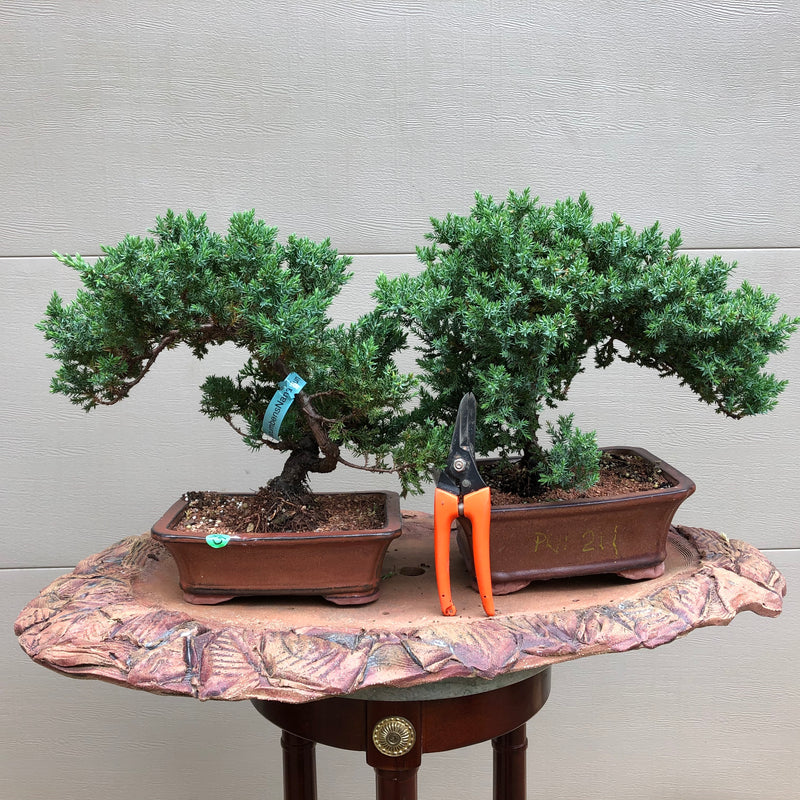 Garden Juniper - Procumbens Nana sample