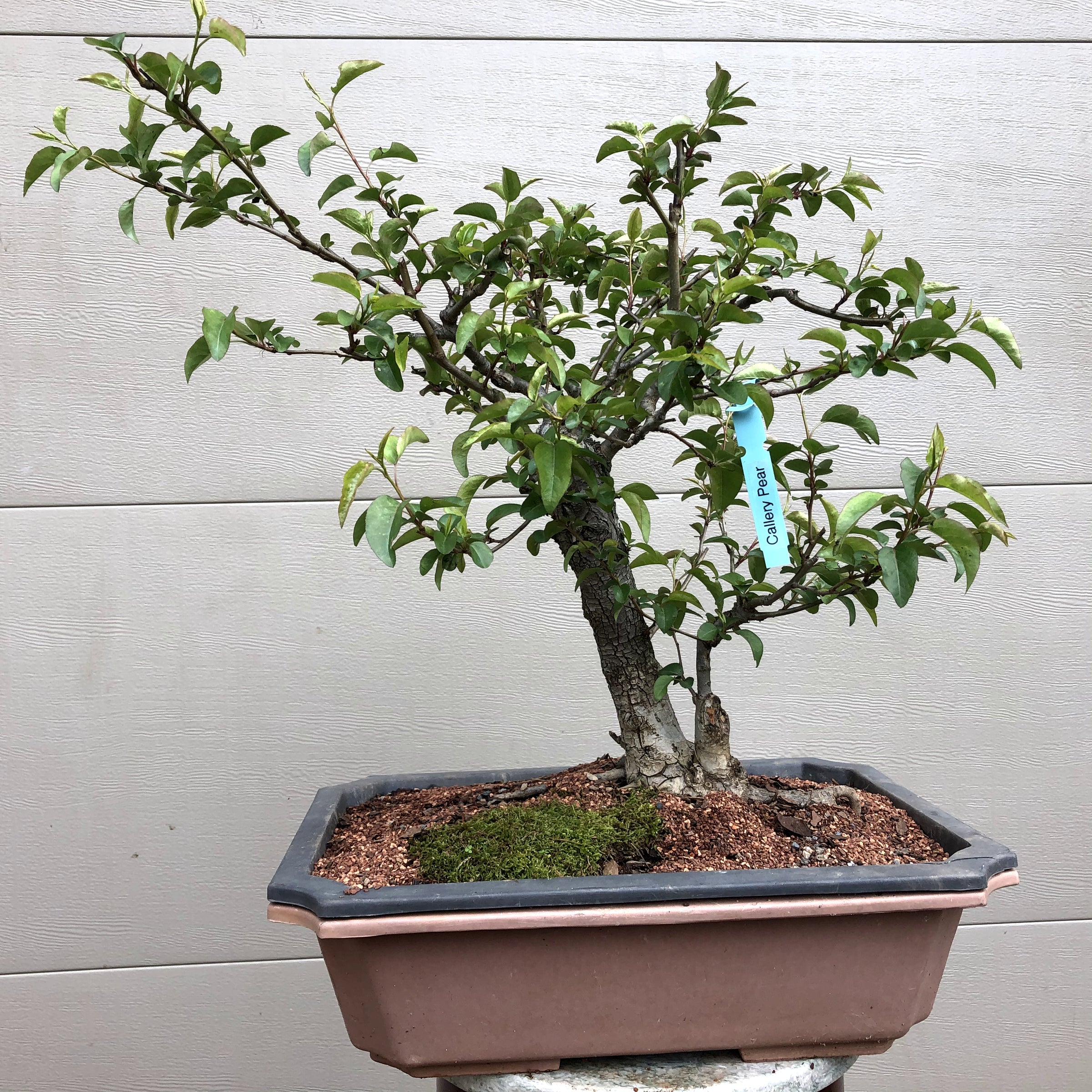 pear bonsai tree Callery Pear Bonsai – Bella Bonsai Nursery