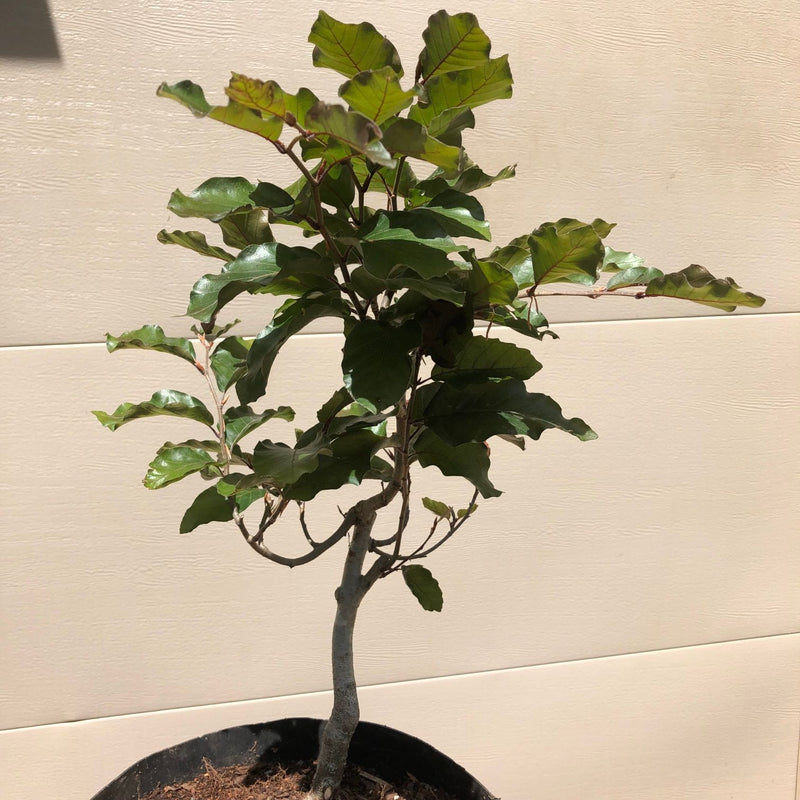 American Beech Bonsai Tree