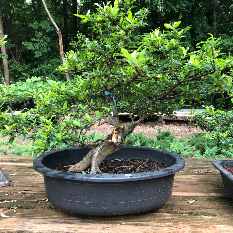 Scarlet Firethorn Bonsai Tree