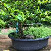 Scarlet Firethorn #203 Bonsai Tree