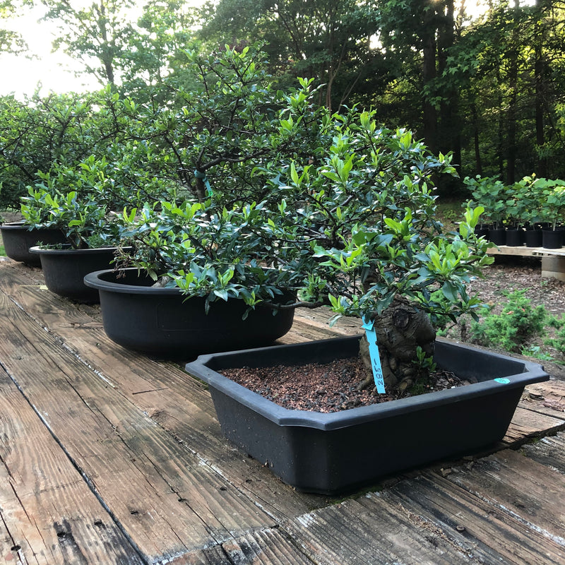 Pyracantha 'Red Cushion'  Bonsai Tree