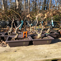 Flowering Quince Bonsai Tree - Toyo Nishiki Quince