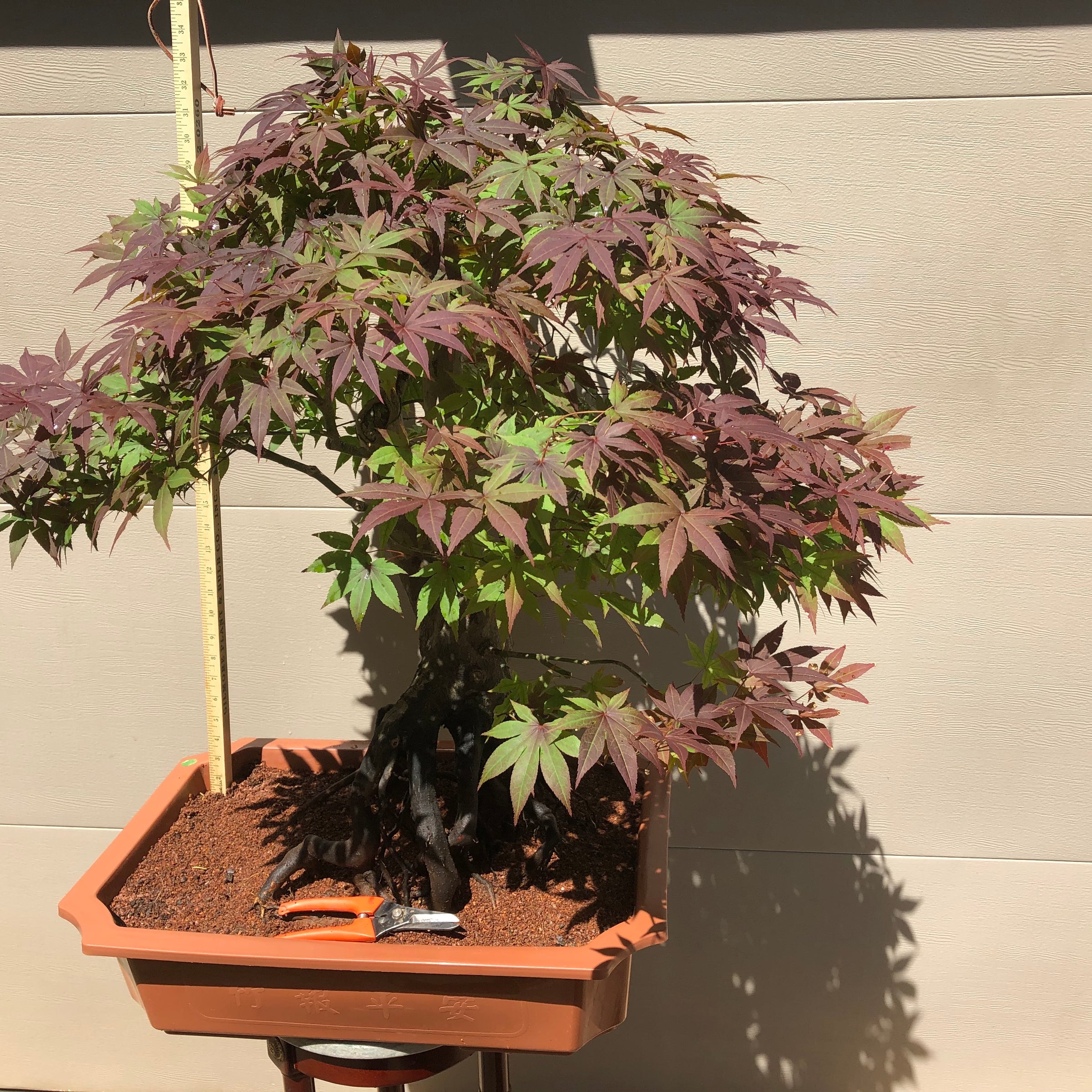 american red maple bonsai tree Japanese Red Maple 201 – Bella Bonsai Nursery