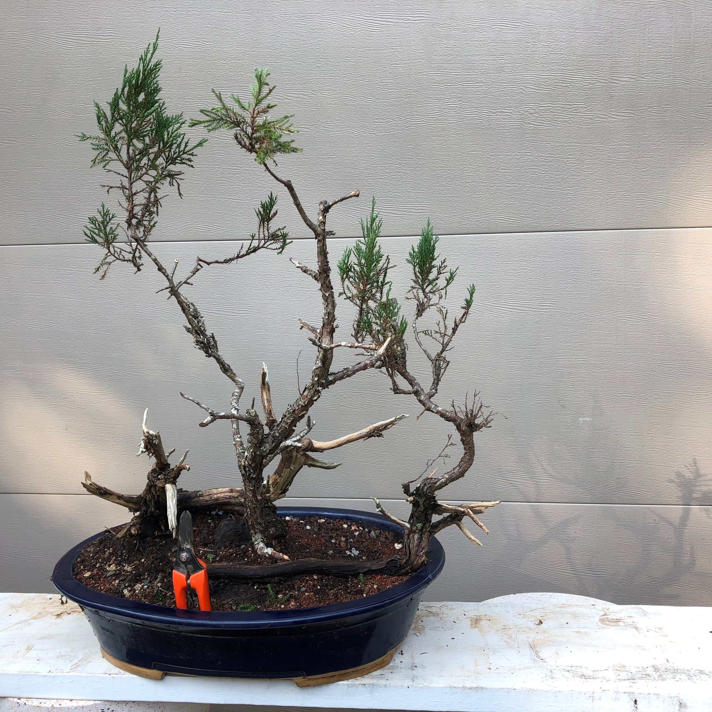 bonsai juniper tree for sale Rocky Mountain Juniper Bonsai Tree – Bella Bonsai Nursery