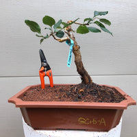 Southern Crabapple Bonsai Tree