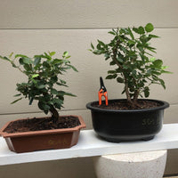 Southern Crabapple Bonsai Tree