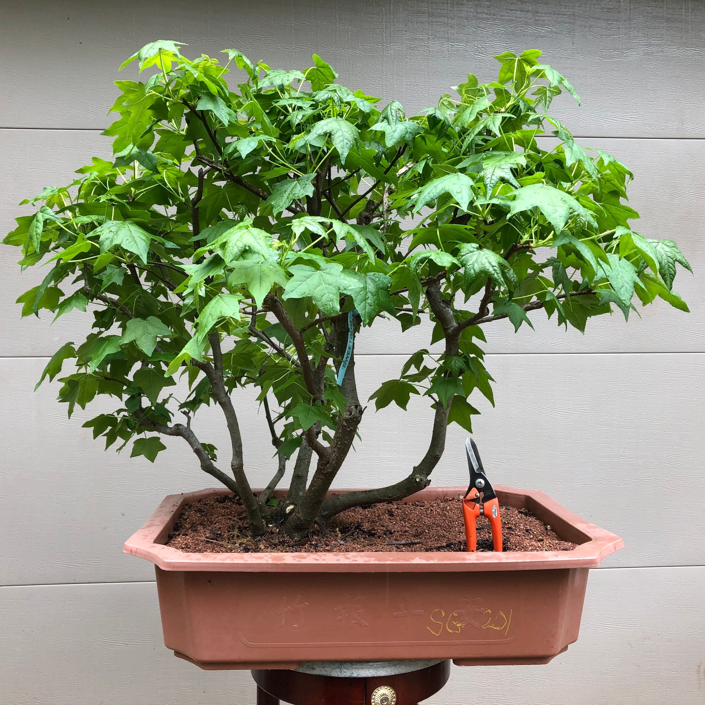 sweet gum tree bonsai SweetGum Raft Grouping Bonsai – Bella Bonsai Nursery