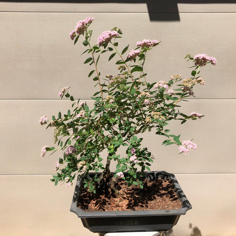 Spirea Bonsai