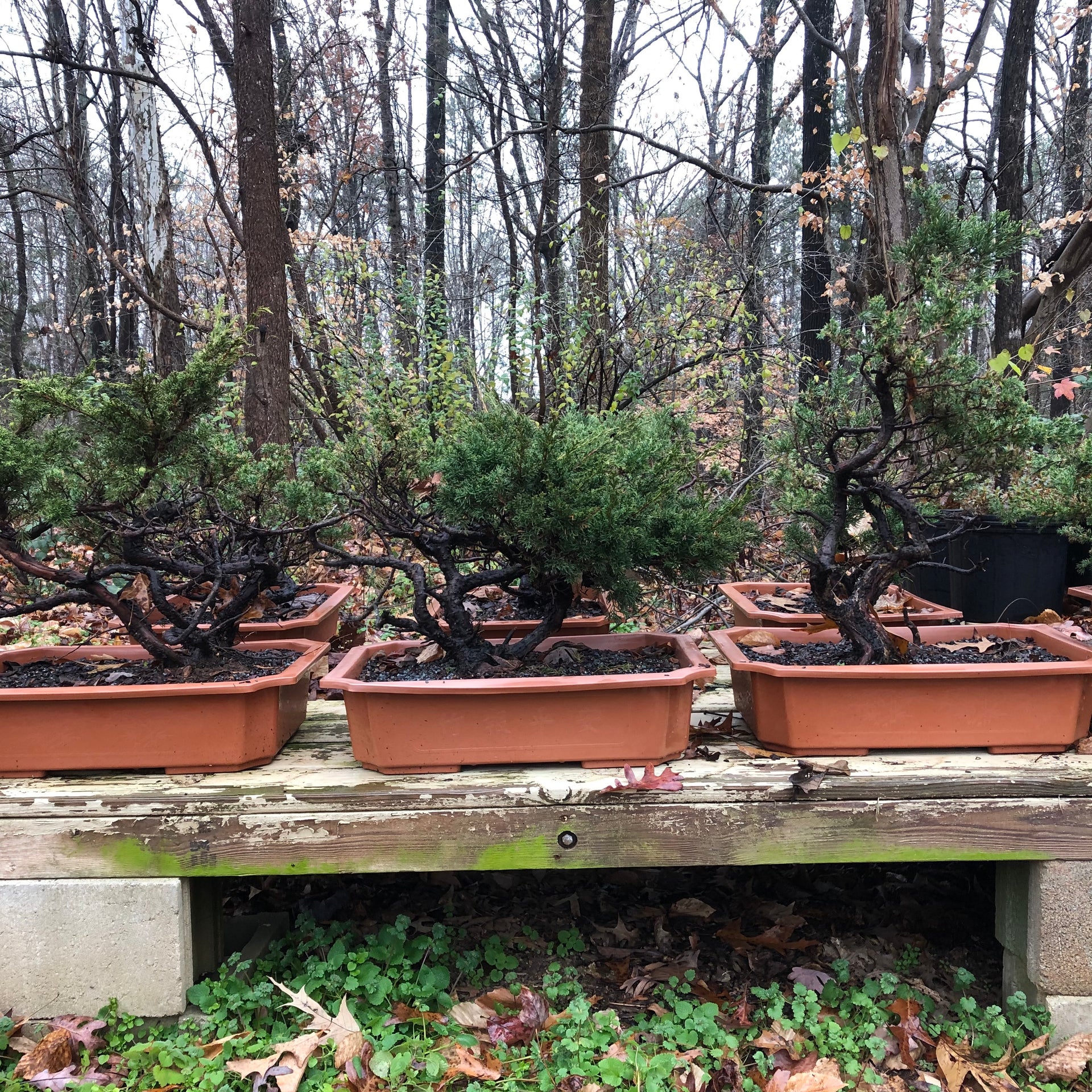 San Jose Juniper Bonsai Tree – Bella Bonsai Nursery