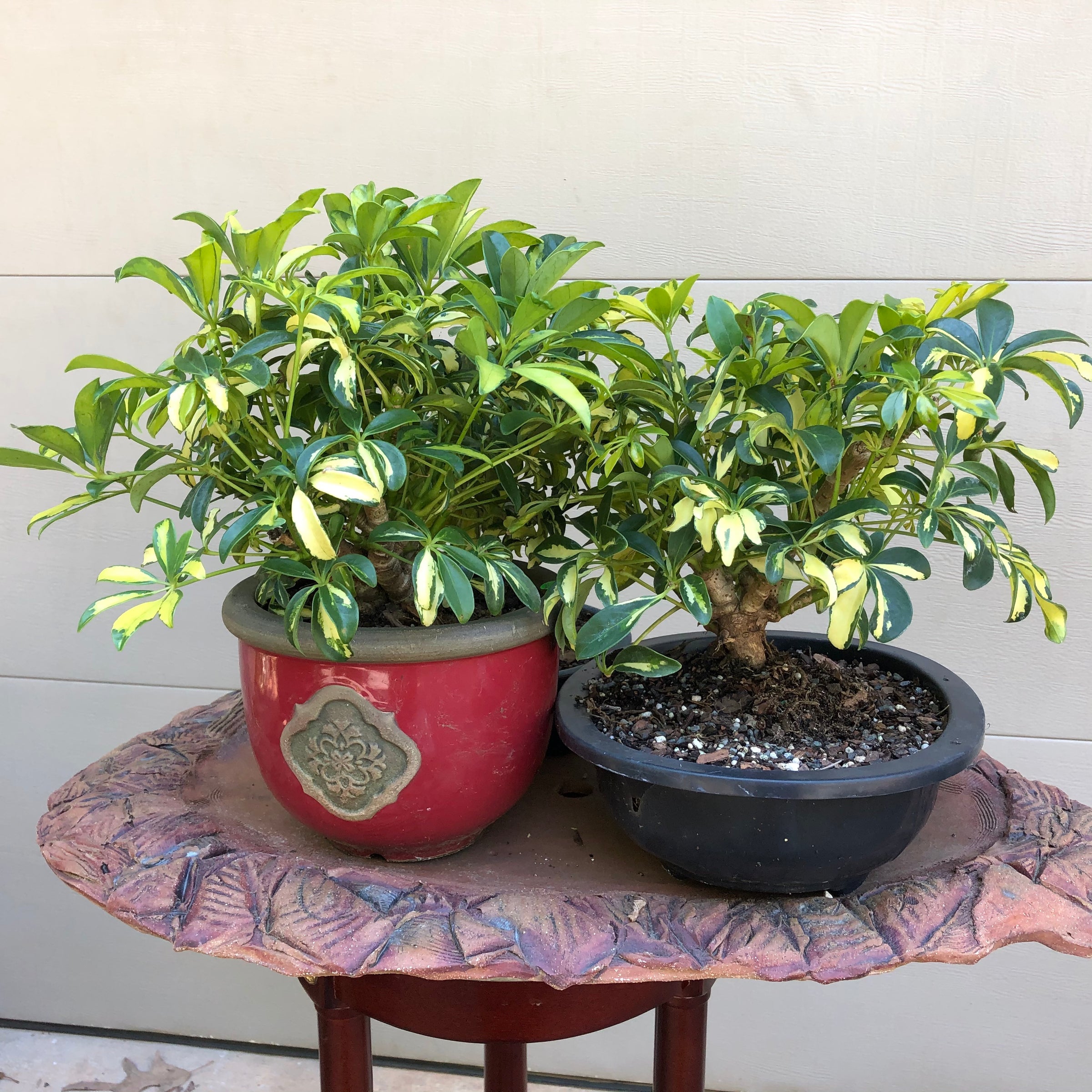 schefflera bonsai tree Schefflera arboricola Bonsai – Bella Bonsai Nursery