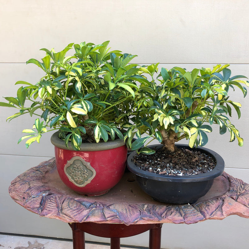 dwarf schefflera arboricola bonsai Schefflera arboricola Bonsai – Bella Bonsai Nursery