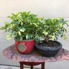 Schefflera arboricola Bonsai