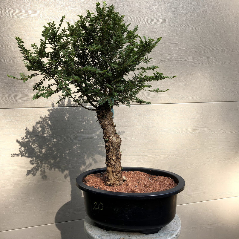 Seiju Chinese Lacebark Elm Bonsai Tree
