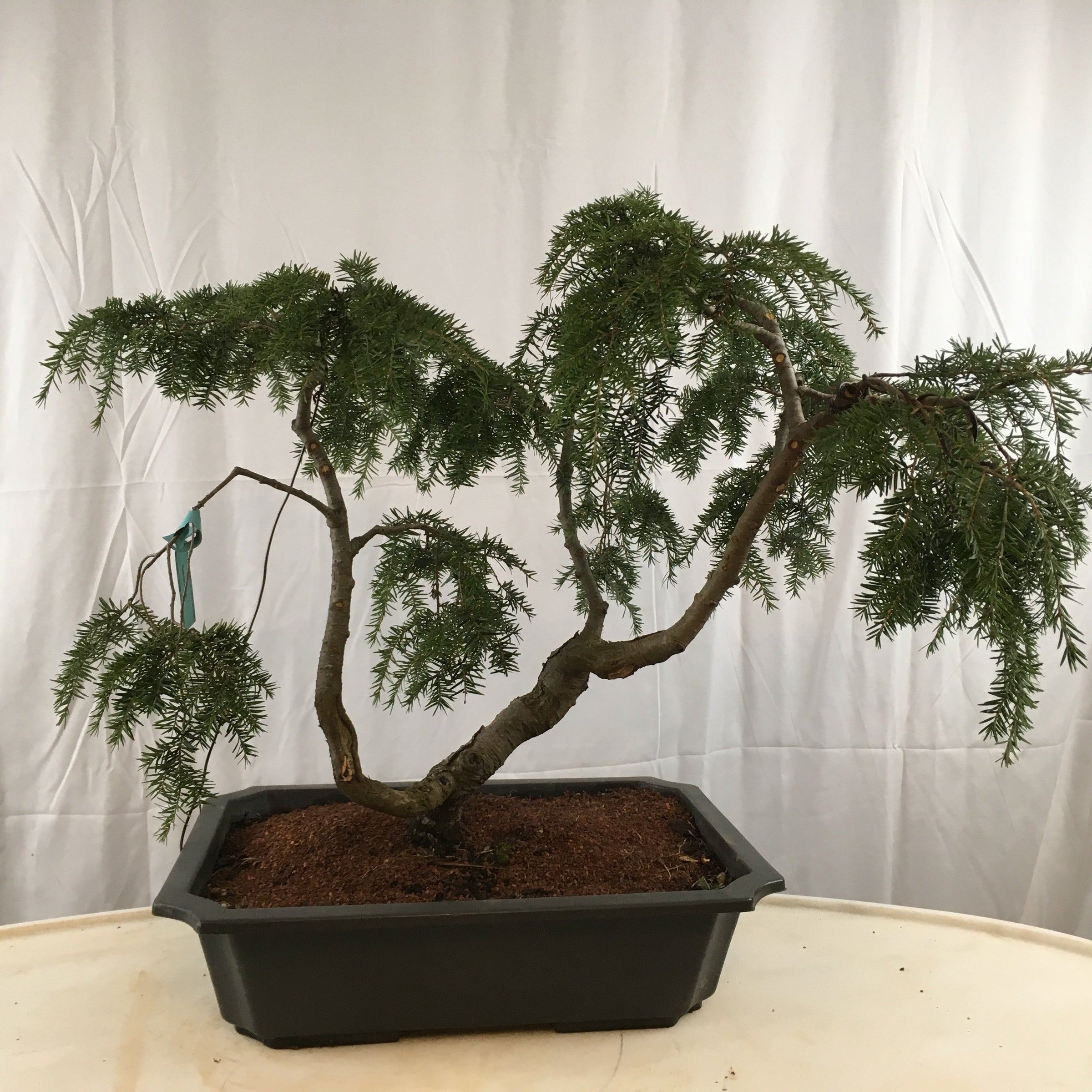 hemlock tree bonsai Sargent Weeping Hemlock