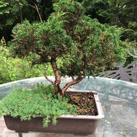 Juniper Bonsai