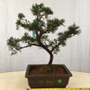 Shimpaku Bonsai Tree