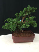 Shimpaku Juniper #3 Bonsai Tree