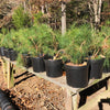 Rosemary Pine Bonsai Tree