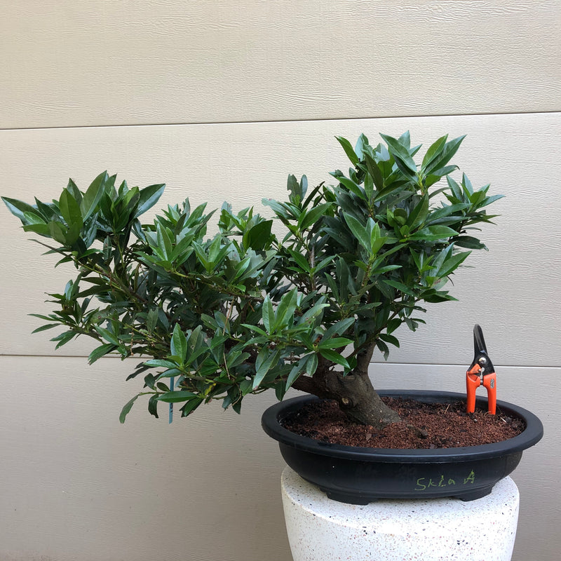 Skip Laurel Cherry Bonsai - Prunus lauro 'Otto Luyken'