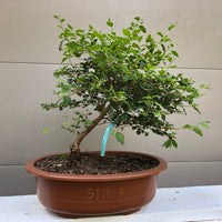 Japanese Snowbell Bonsai Tree