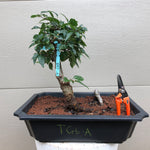 Tea Crabapple Bonsai Tree 2