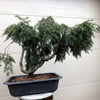 Sargent Weeping Hemlock - Tsuga canadensis 'Pendula"