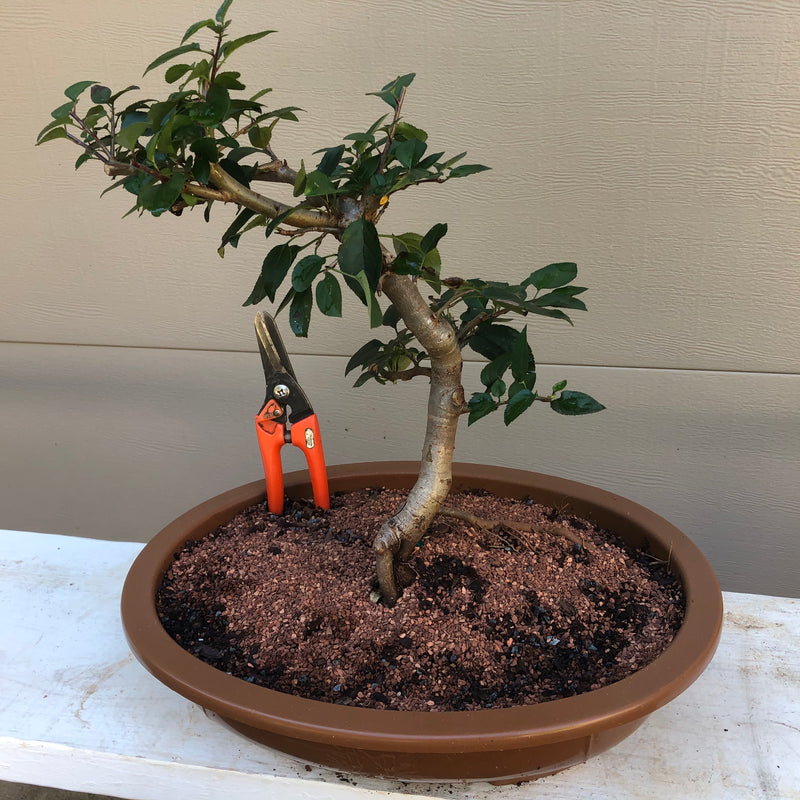 crabapple tree bonsai Tea Crabapple Bonsai Tree – Bella Bonsai Nursery