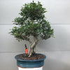 Tigerbark Ficus Bonsai Tree