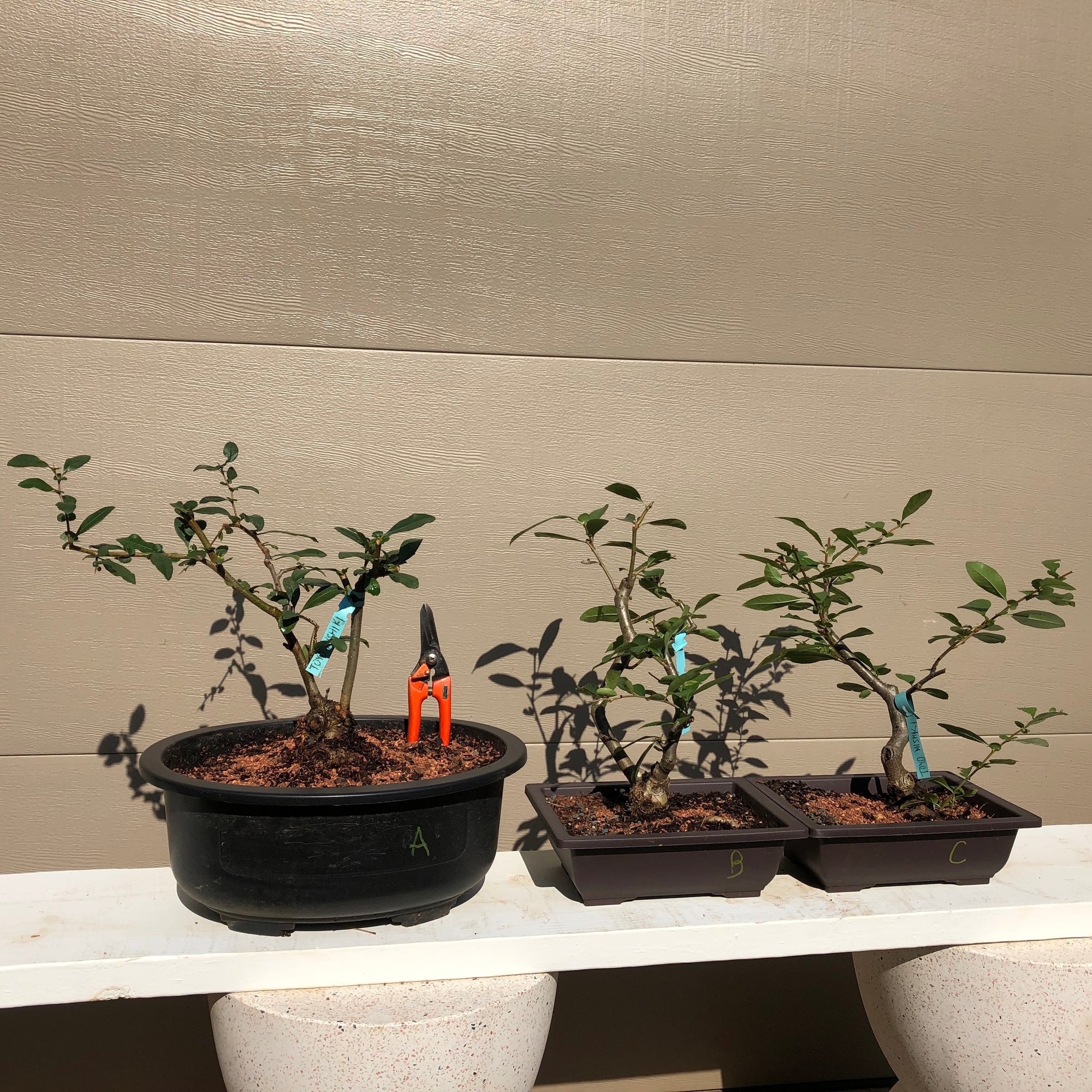 indoor flowering bonsai trees for sale Flowering Quince Bonsai Tree