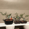 Flowering Quince Bonsai Tree - Toyo Nishiki Quince