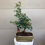 Trident Maple Bonsai Tree -