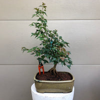 Trident Maple 20G