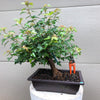 Trident Maple Bonsai Tree