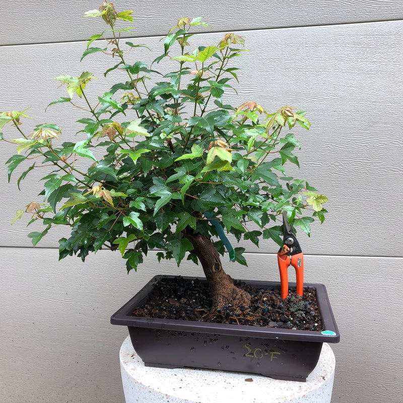 Trid Tree Trident Maple Bonsai Tree – Bella Bonsai Nursery