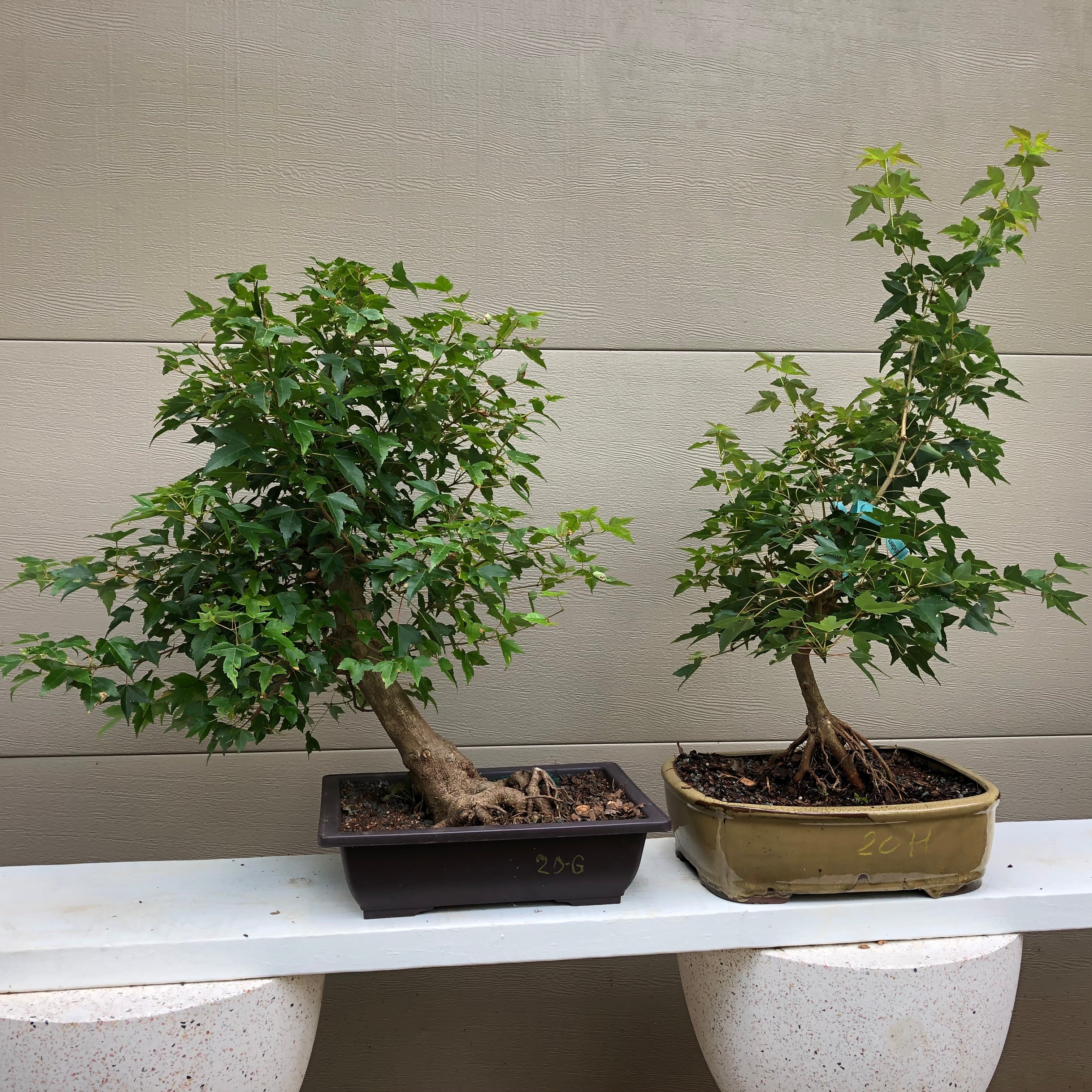 Trident Maple 20G – Bella Bonsai Nursery