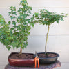 Trident Maple Bonsai Tree