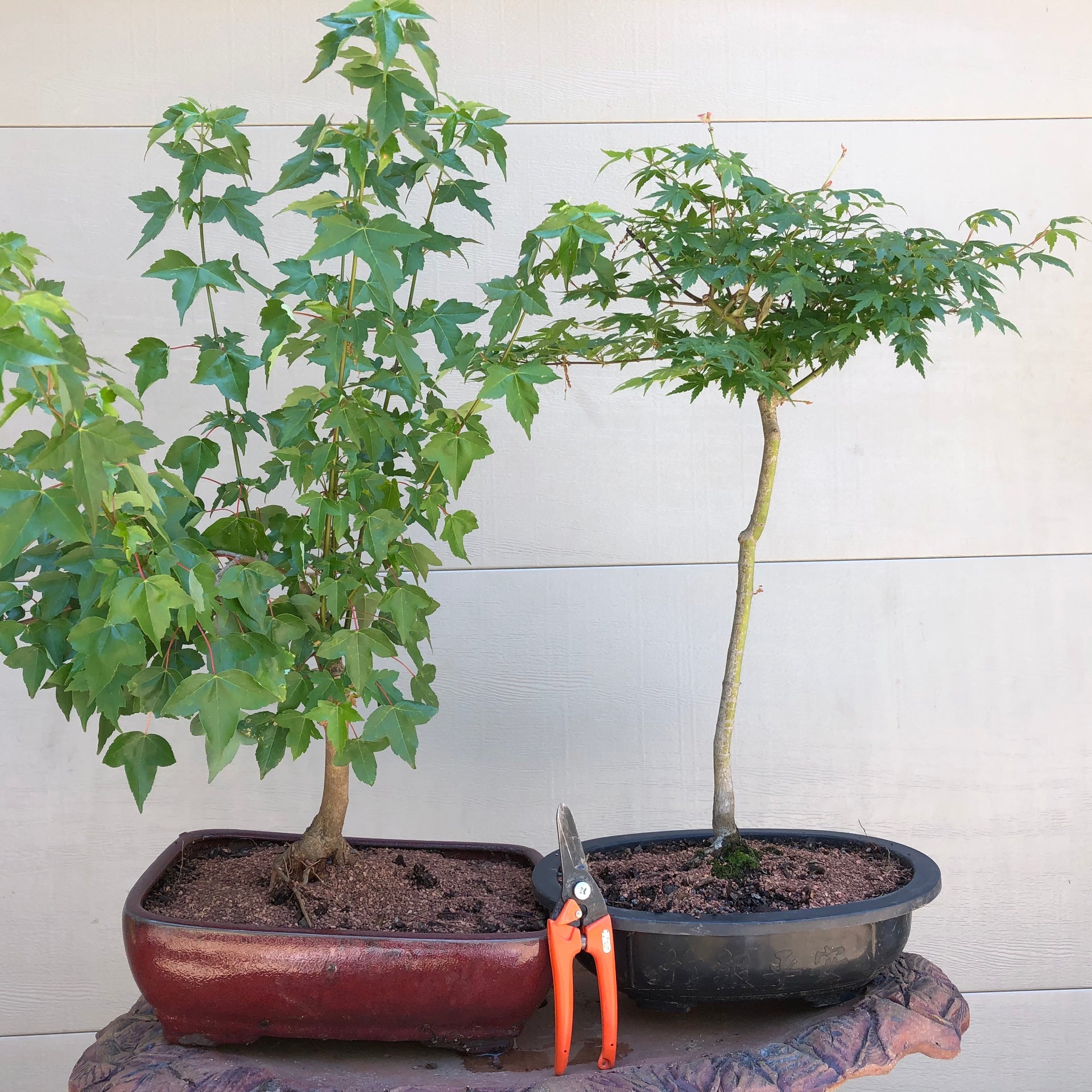 Trident Maple Bonsai Tree – Bella Bonsai Nursery