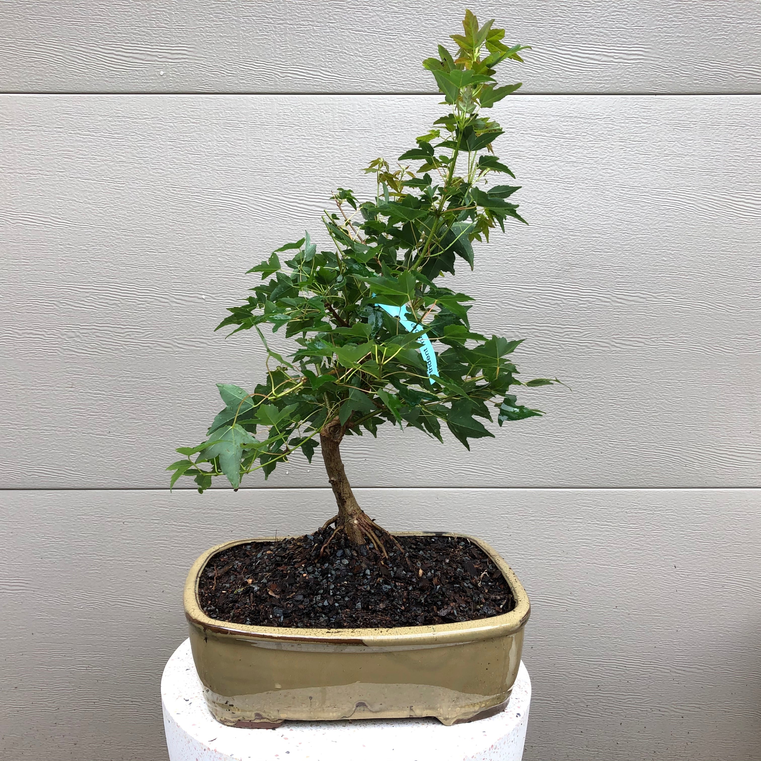 Trident Maple 20G – Bella Bonsai Nursery
