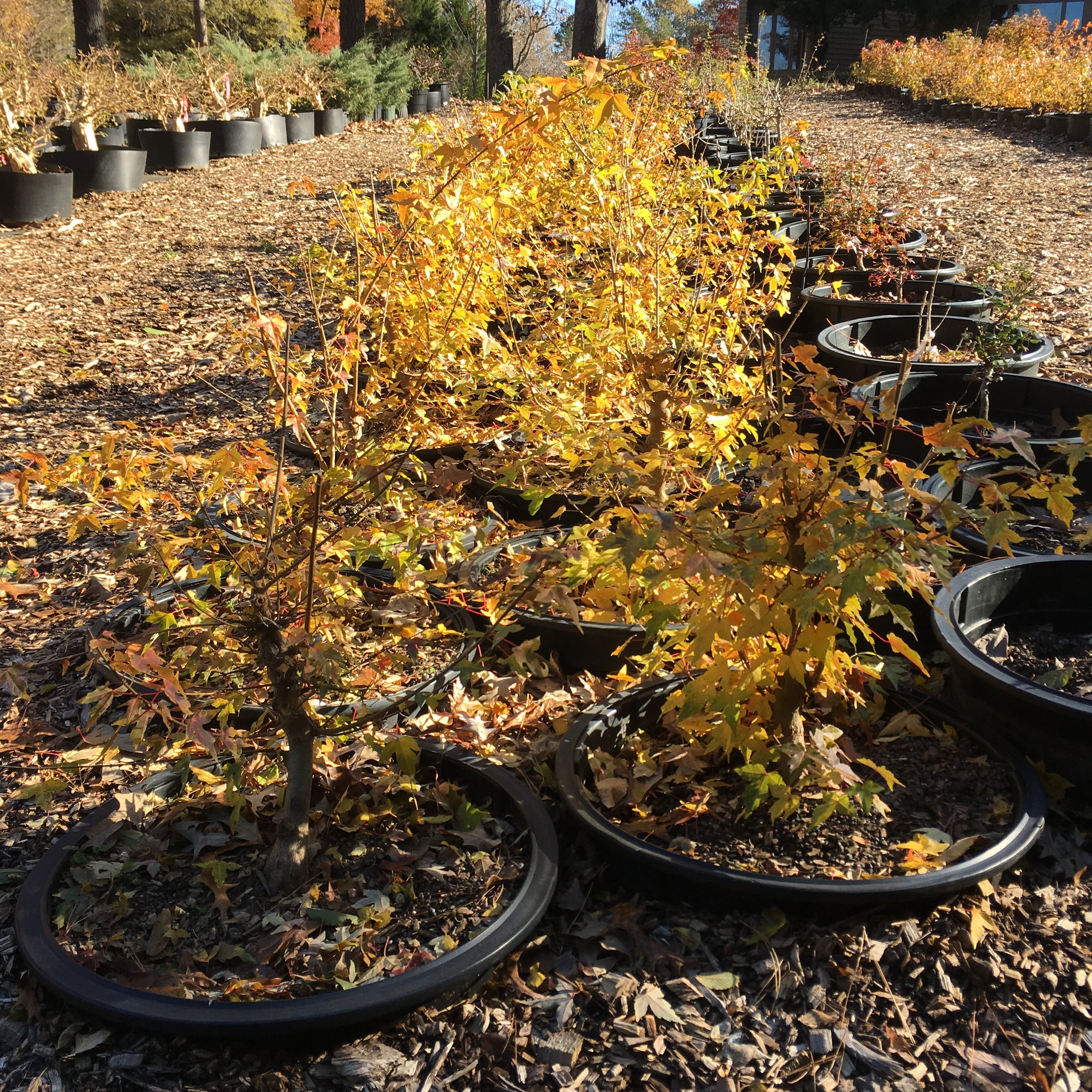 bonsai tree trident maple Trident Maple Bonsai Tree – Bella Bonsai Nursery