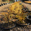 Trident Maple Bonsai Tree