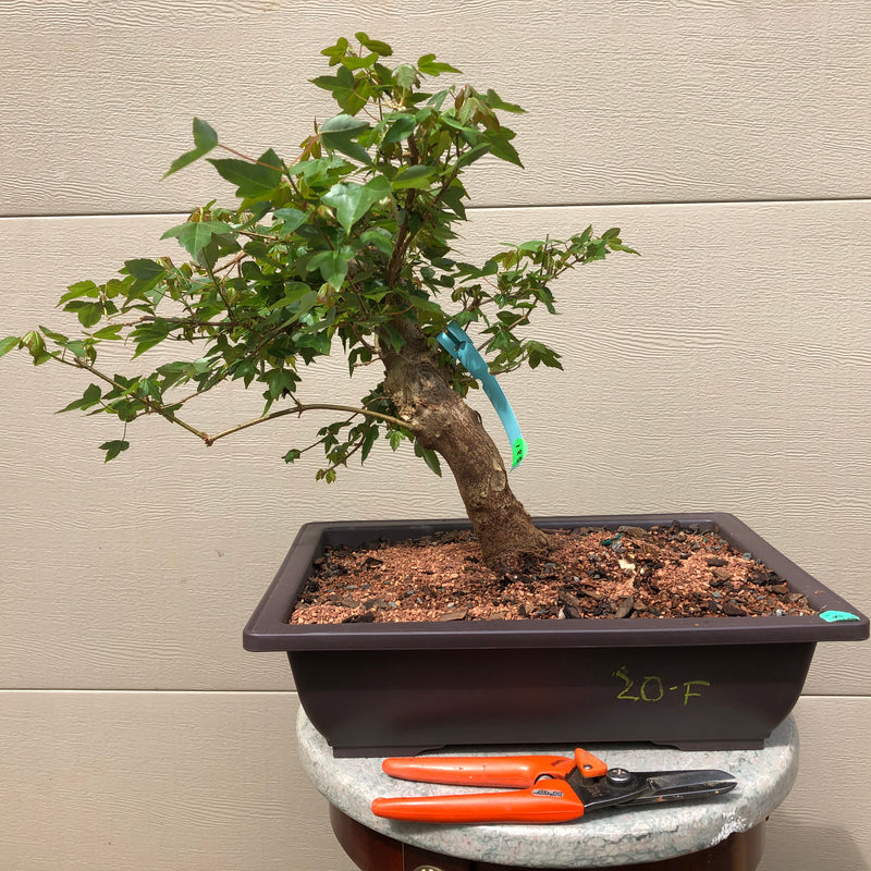 Trident Maple Bonsai Tree