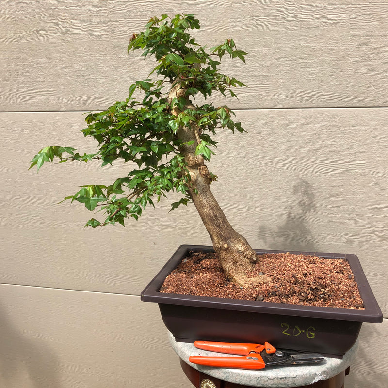 Trident Maple 20G