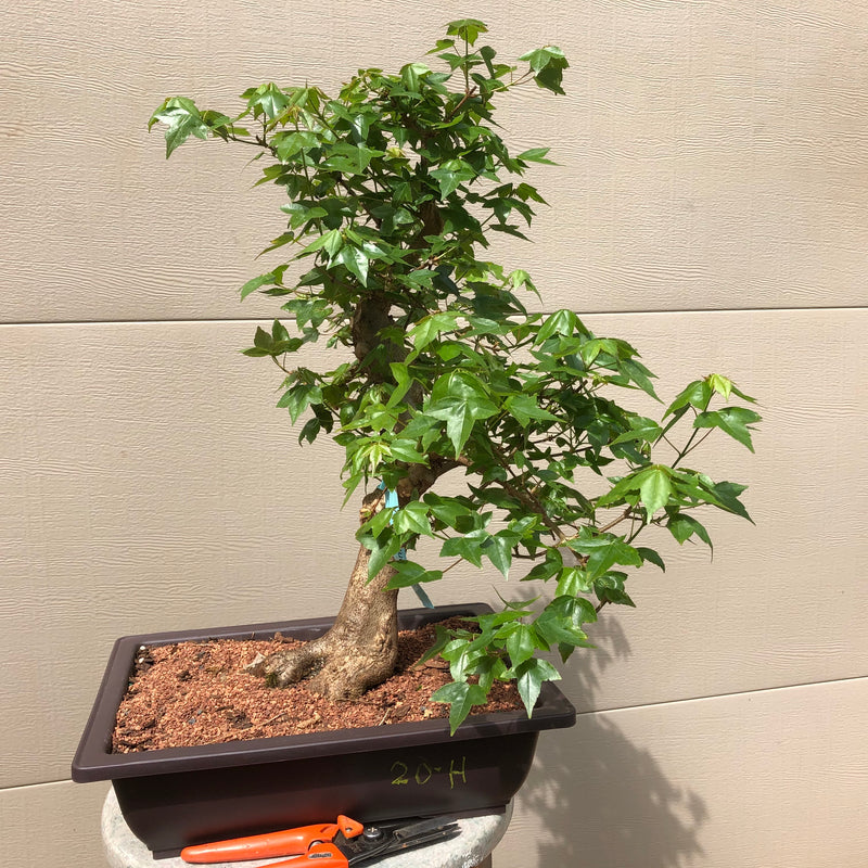 Trident Maple Bonsai Tree