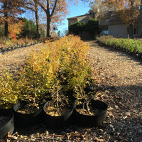 Trident Maple Bonsai Tree