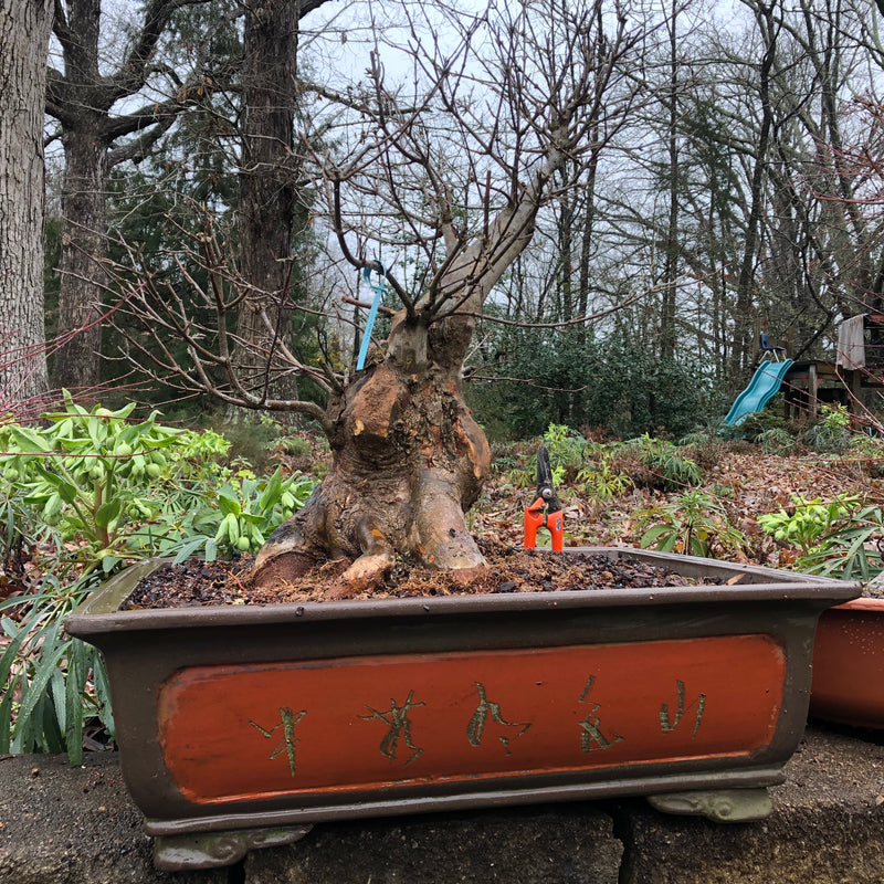 Trident Maple Bonsai Tree