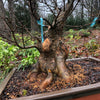 Trident Maple Bonsai Tree